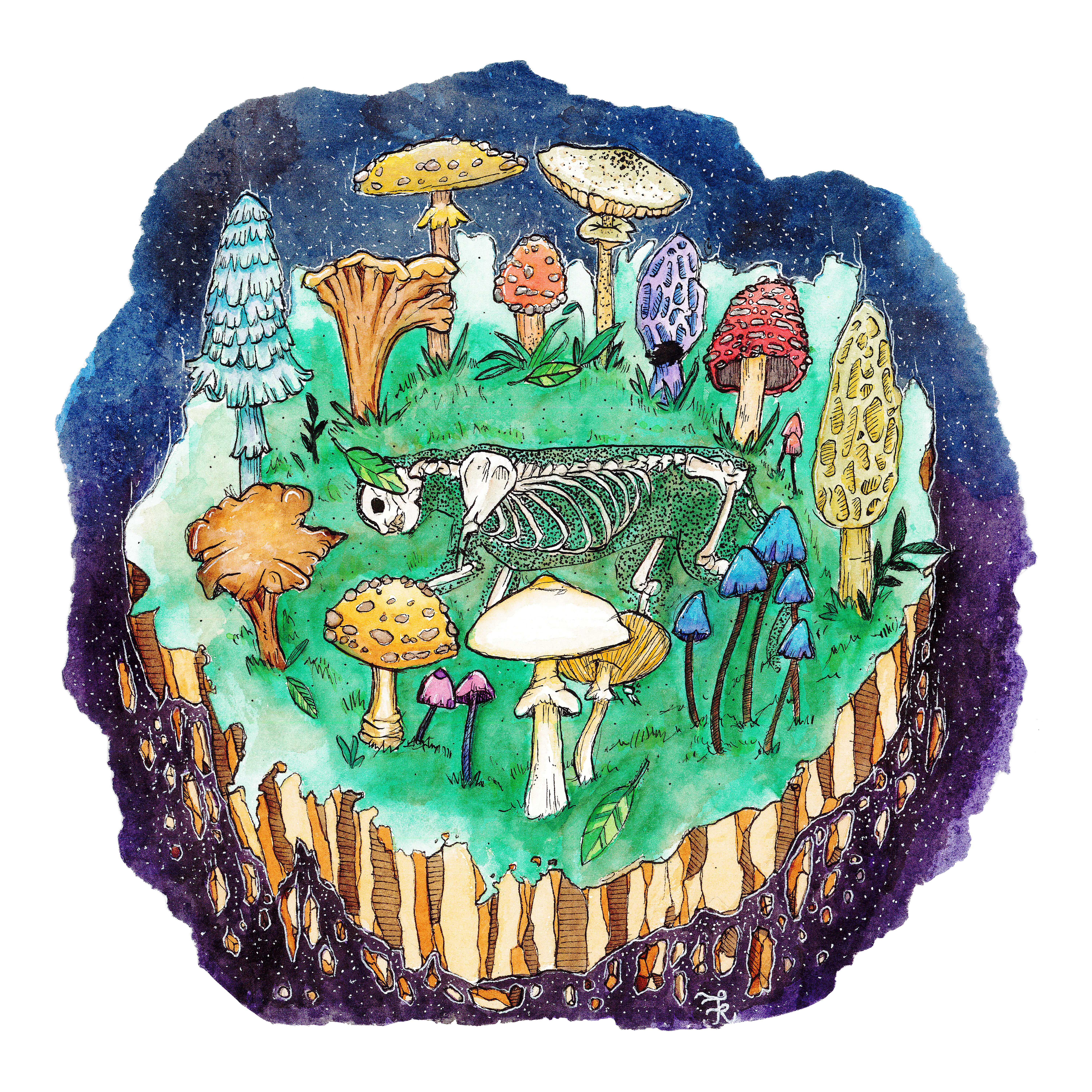 Kevin Fellows illustration of forest mushrooms