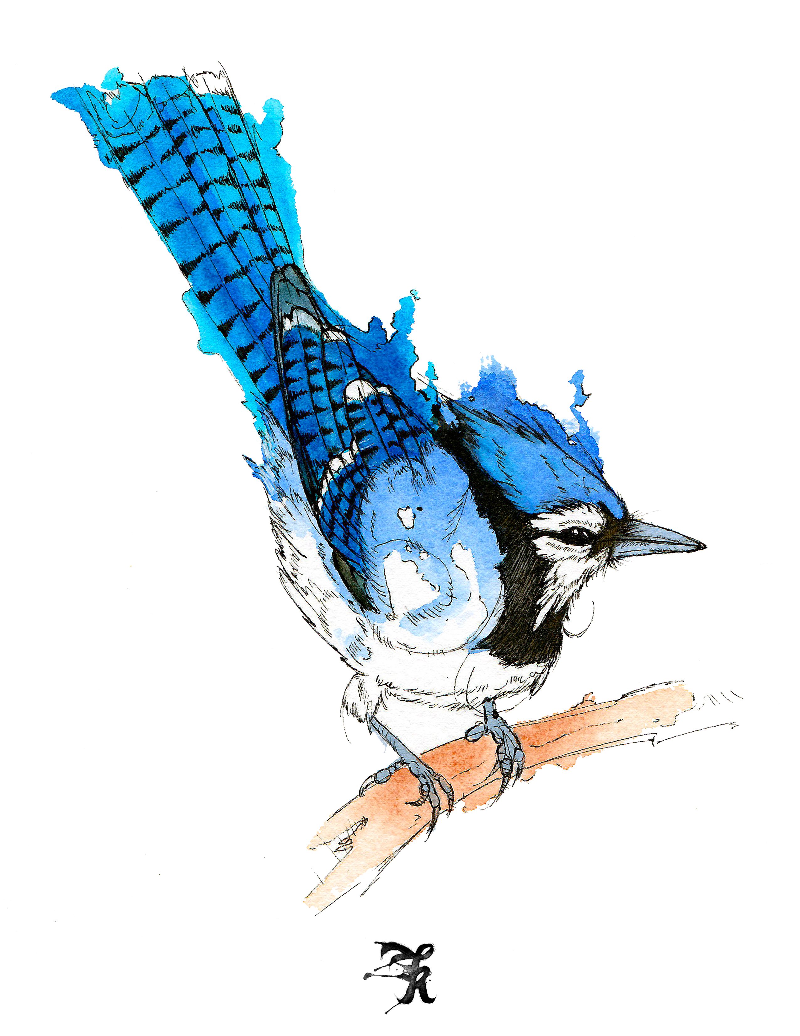 blue jay illustration by Kevin Fellows